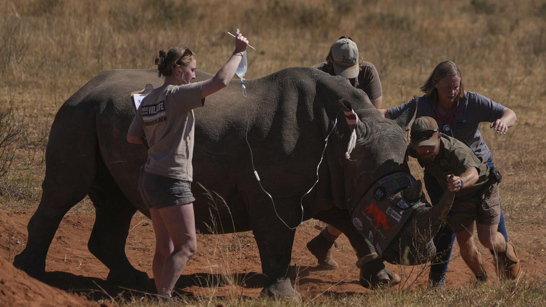 Scientists in South Africa are making rhino horns radioactive to fight poaching